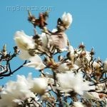 pyaar Album Download